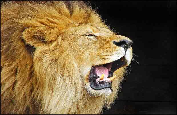 How to Rebuke the Devil, the 'Roaring Lion'