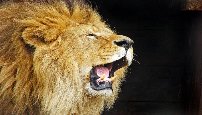 Le diable, le lion rugissant